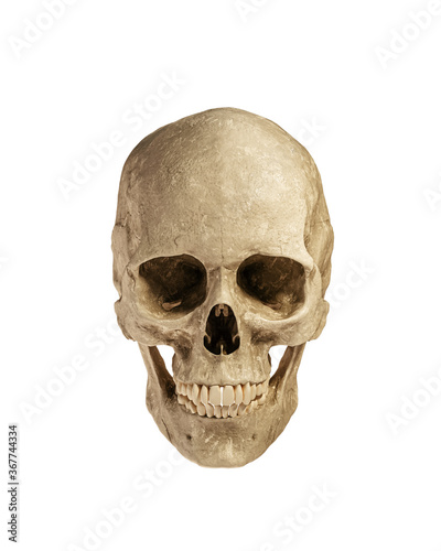 Obraz na płótnie Human Skull Isolated on White Background