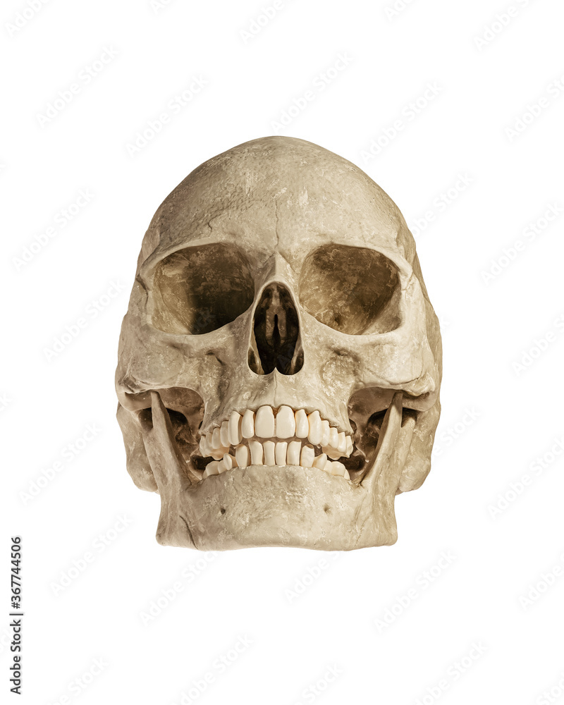 Obraz premium Human Skull Isolated on White Background