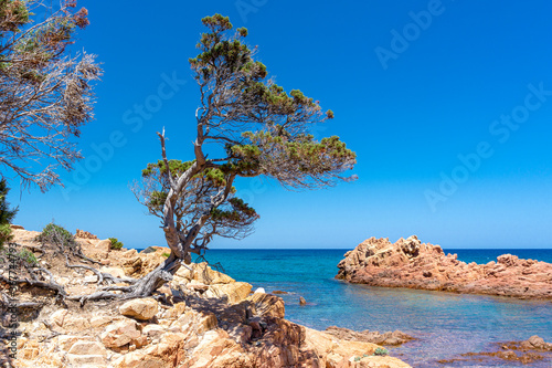 Sardinian juniper on the edge of the red rock above a blue bay in the beach of Su Sirboni