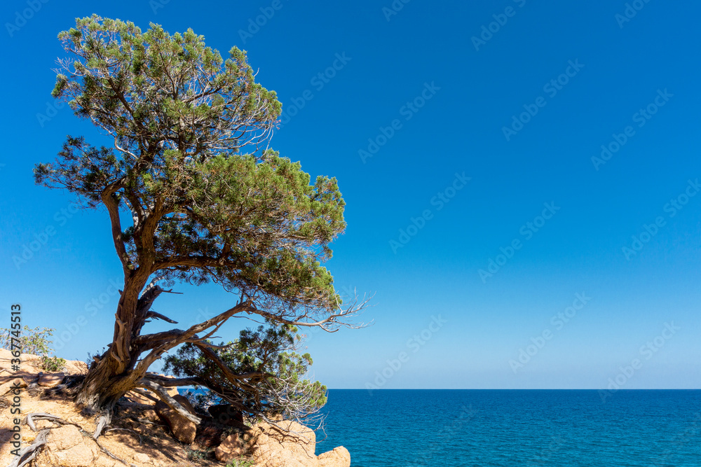 Sardinian juniper on the edge of the red rock above a blue bay in the beach of Su Sirboni