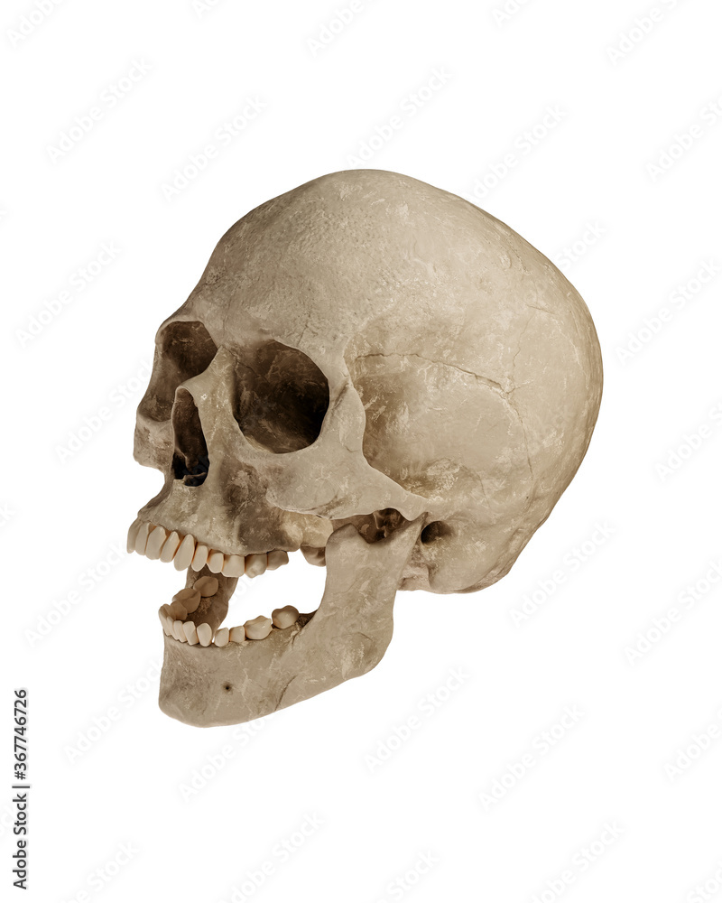 Naklejka premium Human Skull Isolated on White Background