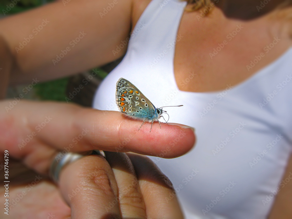 Butterfly landed on the finger