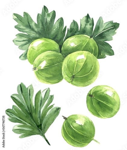 Hand drawn watercolor gooseberry with green leaves isolated on white background. Food illustration.