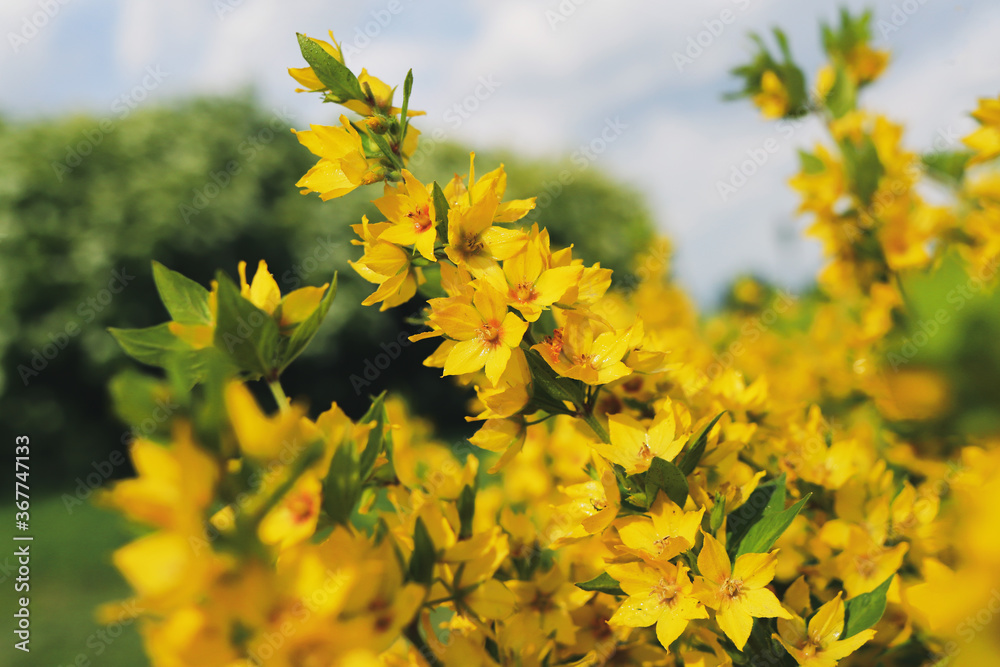Yellow flower verbena. Flower Bush in the garden. Yellow flower verbena. Flower Bush in the garden.
