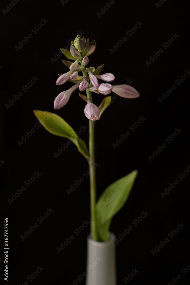 Blooming Hosta on a black background
