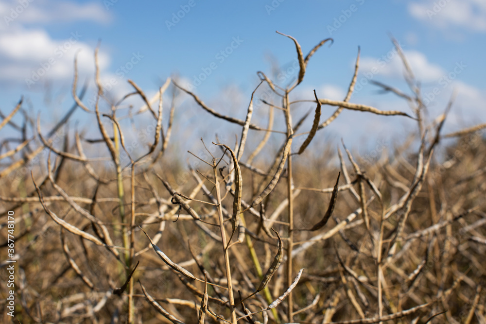 Fototapeta premium Ripe rape pods on a background of blue sky. Harvest time