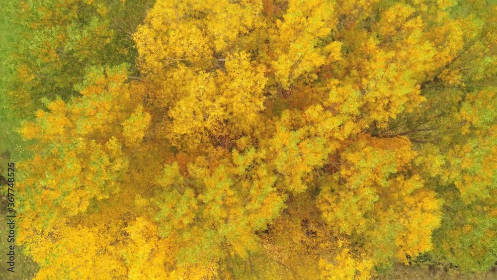 Beautiful Autumn trees in yellow on autumn day. Aerial Drone Footage Beautiful Autumn trees in yellow on autumn day. Aerial Drone Footage
