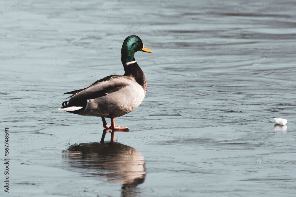 Fototapeta premium wild duck on the water in the park