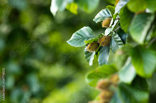 Fotografie, Tablou Beech tree branch with beech seeds