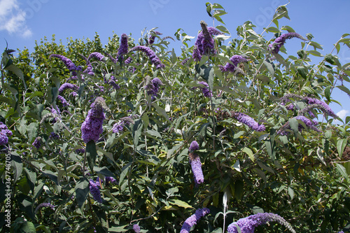 A Butterfly Bush also known as a Summer Lilac which is a species of Figwort photo