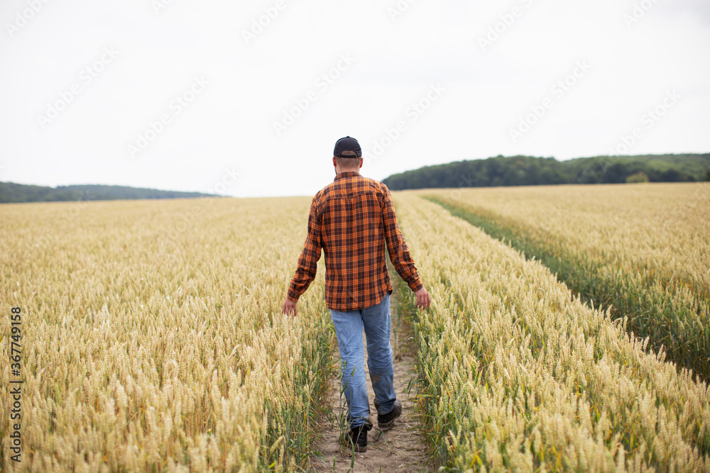 A man walks through a wheat field and examines it. Agriculture