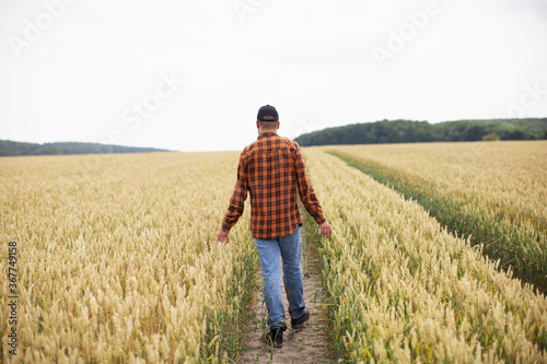 A man walks through a wheat field and examines it. Agriculture © Yevhenii Kukulka