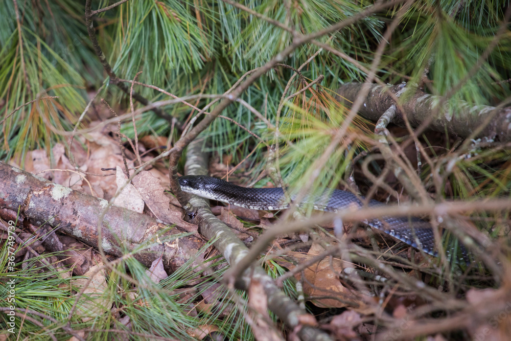 A North American Black Snake slithers through leaves on the forest floor. Black snakes are generally harmless. They are also known as Rat Snakes and are not poisonous. A North American Black Snake slithers through leaves on the forest floor. Black snakes are generally harmless. They are also known as Rat Snakes and are not poisonous.