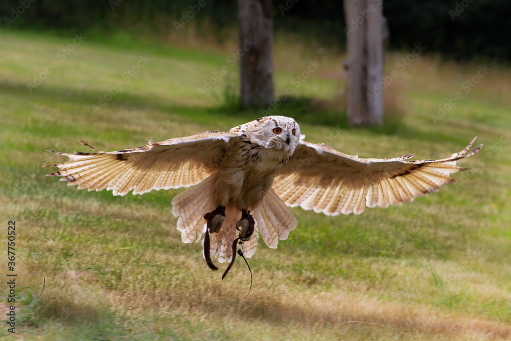Obraz premium Uhu im flug