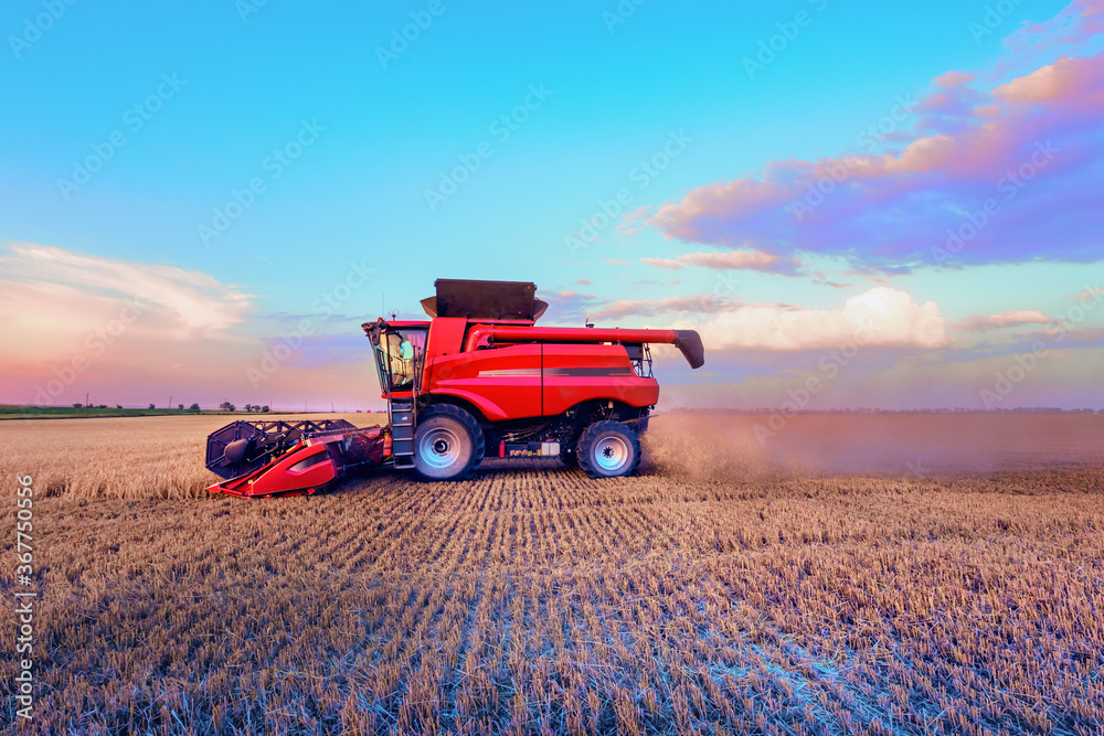 Fototapeta premium Harvesting grain in the field. Bright, morning, summer landscape with a combine harvester.