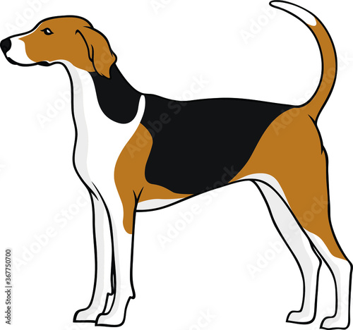 Simple Vector of American Foxhound