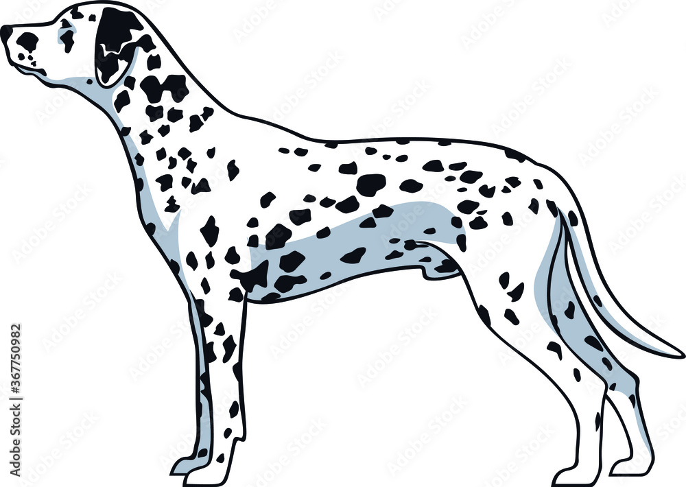 Simple Vector of Dalmatian Dog