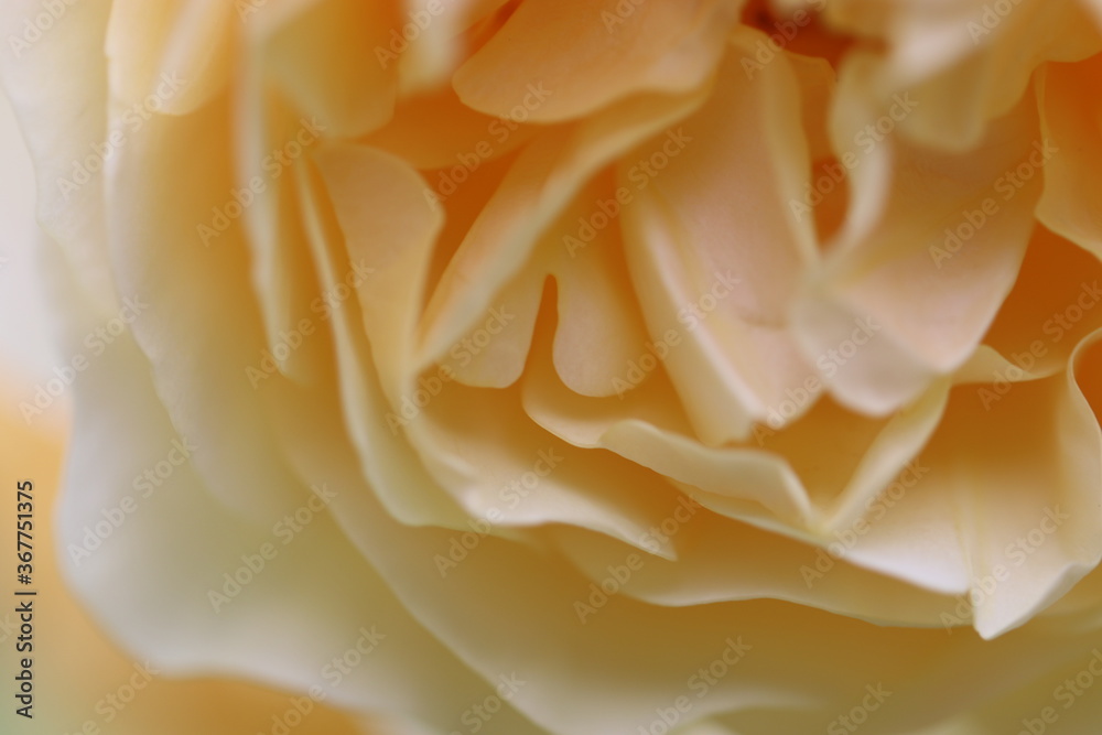 淡い黄色い美しいバラの花びら
Pale yellow beautiful rose petals.