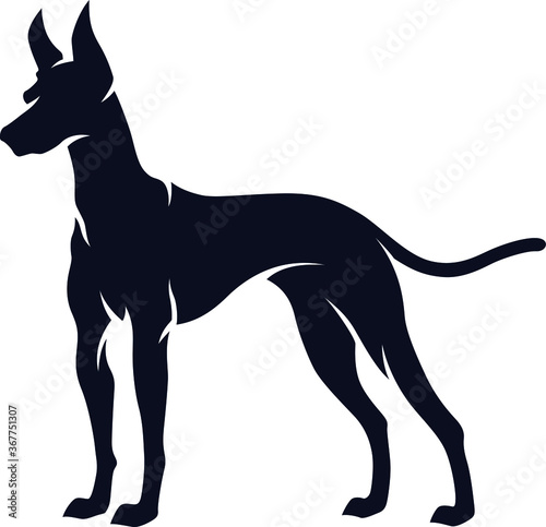 Vector of Pharaoh Hound silhouette