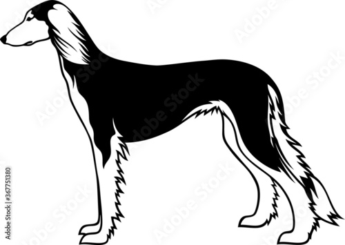 Simple vector of Saluki Dog