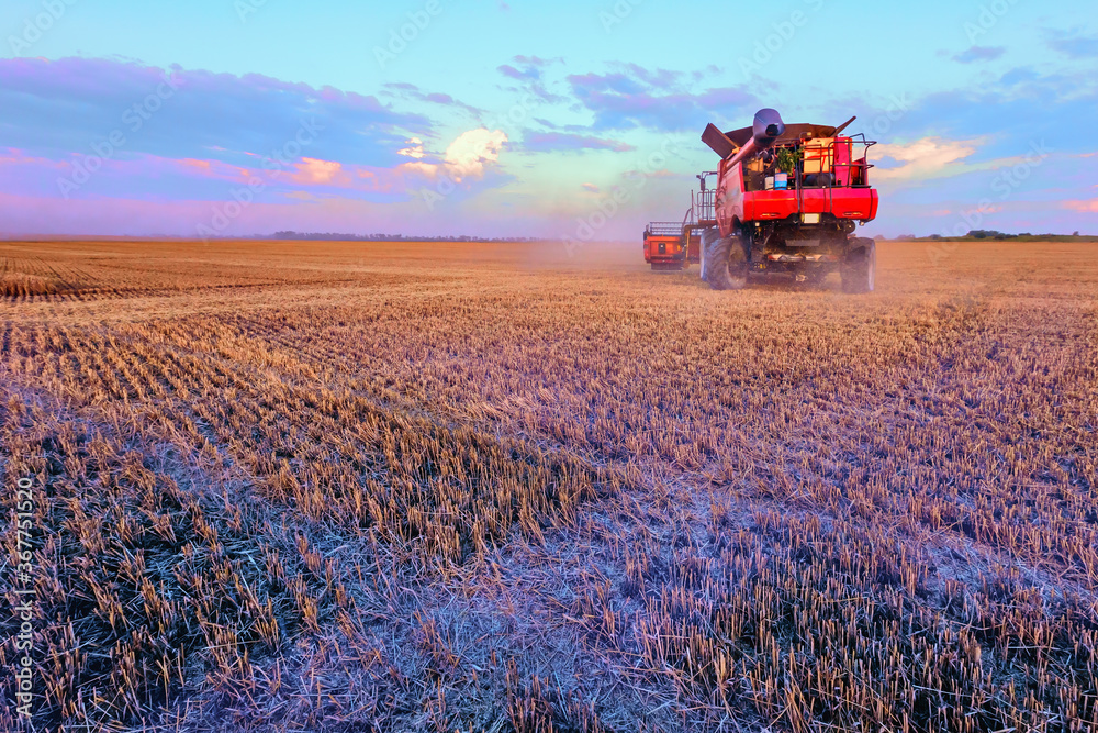 Fototapeta premium Harvesting grain in the field. Bright, morning, summer landscape with a combine harvester.