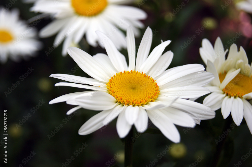 Chamomile flower blooming on a background of blurry flowers of chamomile. Chamomile flower blooming on a background of blurry flowers of chamomile.