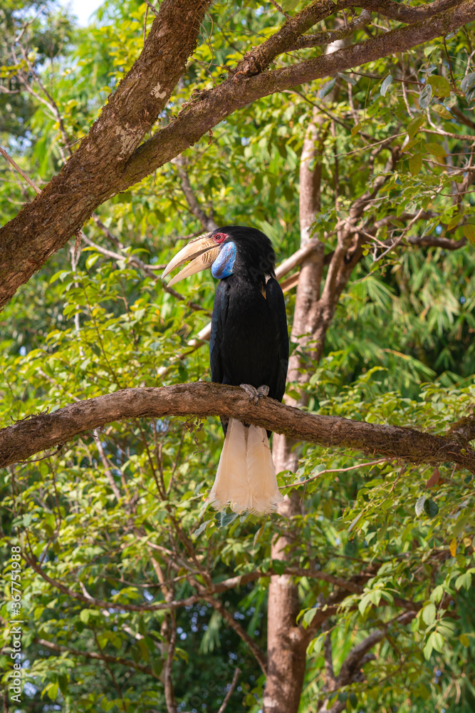 Great hornbill (Buceros bicornis) is one of the larger hornbill family