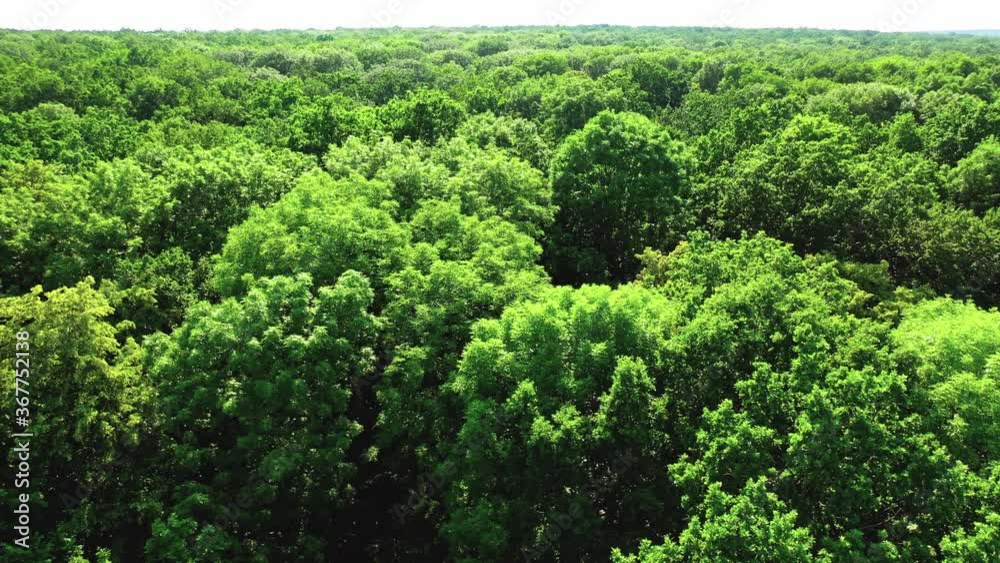 Aerial forest view at summer time Aerial forest view at summer time