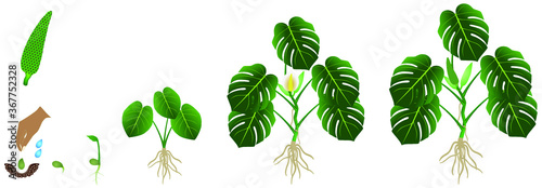 Cycle of growth of a monstera or split-leaf philodendron (Monstera deliciosa) plant on a white background.