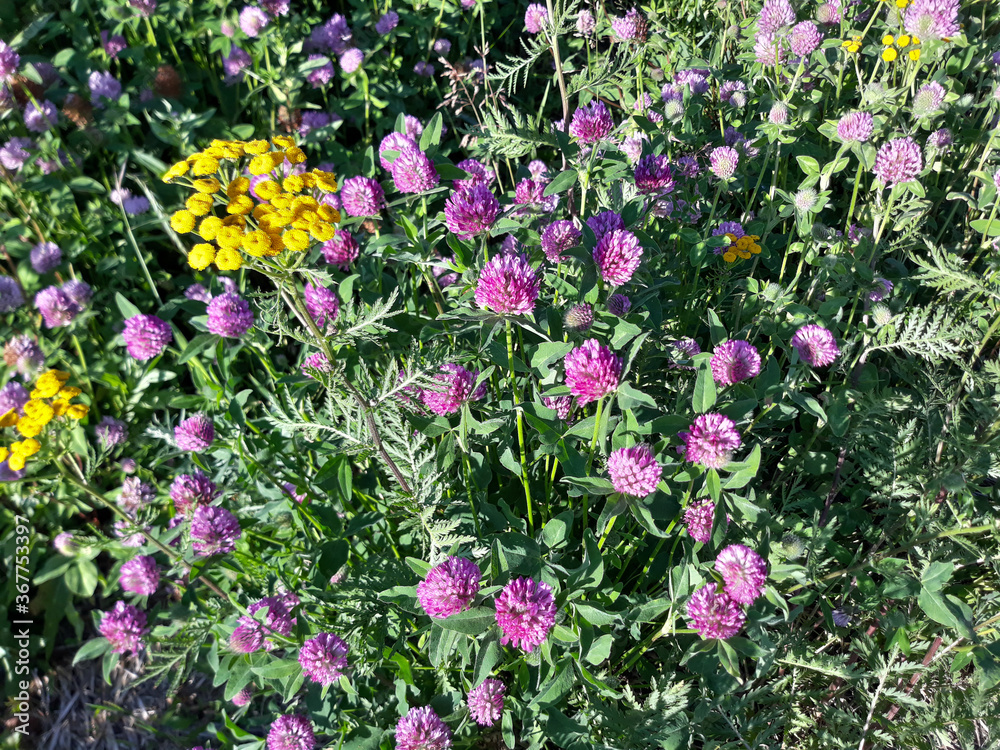 meadow flowers and grasses meadow flowers and grasses