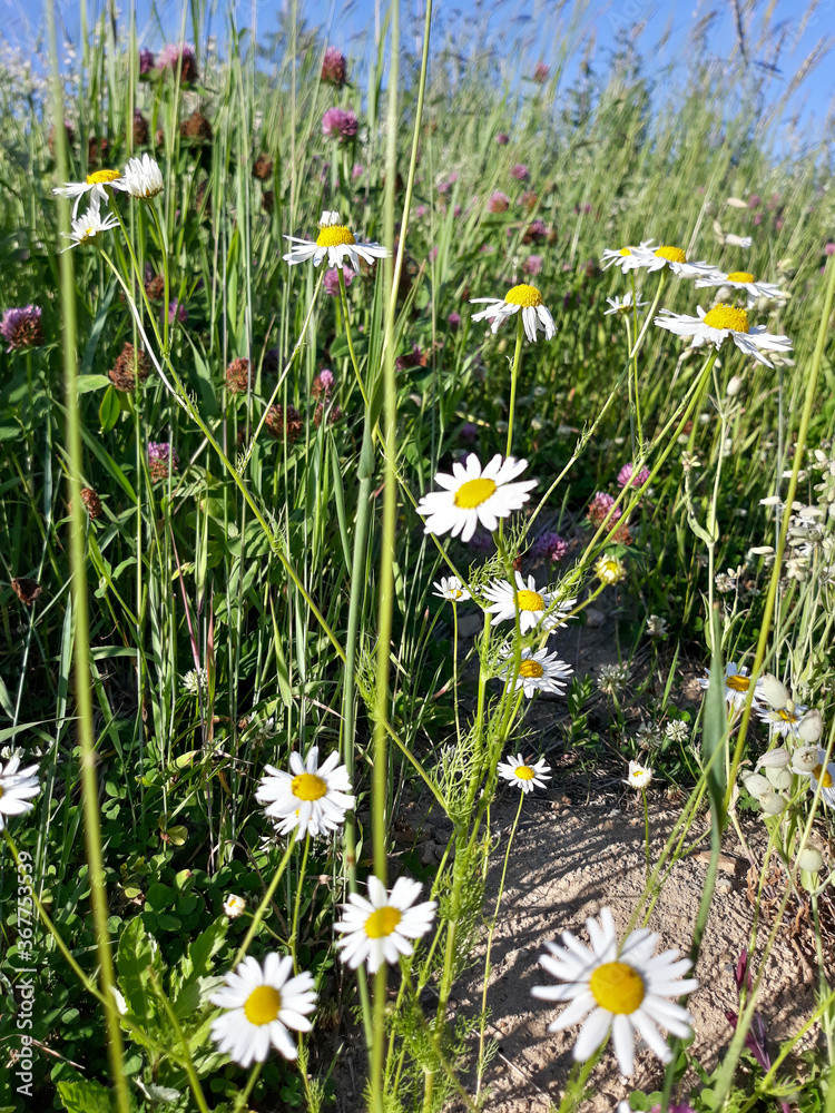 daisies in the meadow