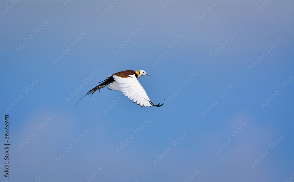 Pheasant-tailed jacana flying over green farm field Pheasant-tailed jacana flying over green farm field