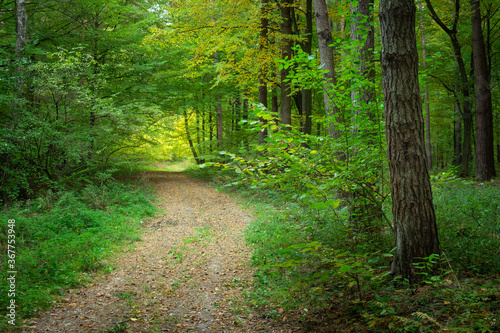 A wide path with leaves in a dark green forest