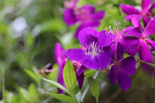                                   A beautiful purple flower named elastoma.