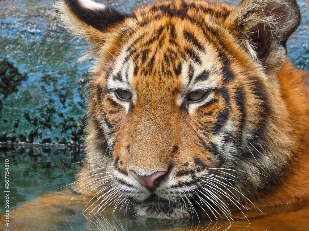Obraz premium Bengal Tiger closeup with selective focus