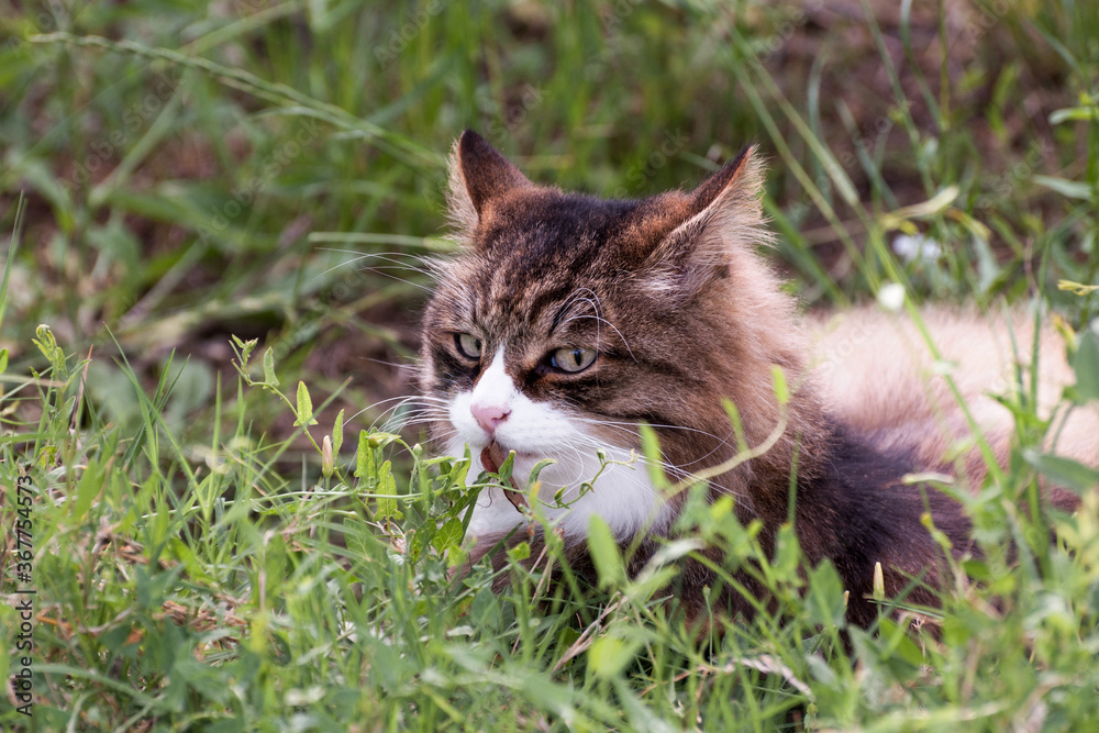 beautiful cat with suspicious white muzzle lying in the grass with a leaf in its mouth