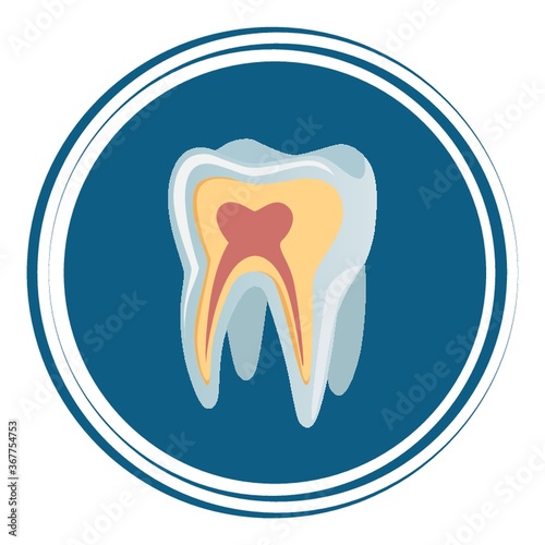 tooth anatomy