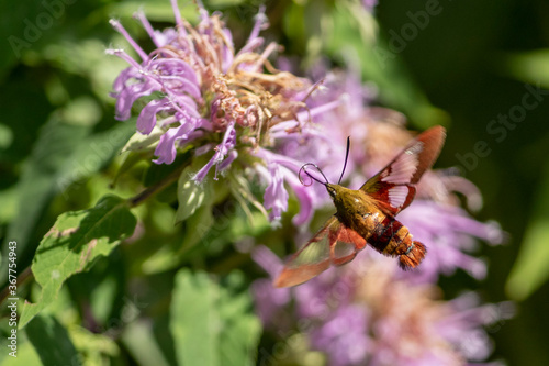 Hummingbird or Clearwing moth feeding on nectar