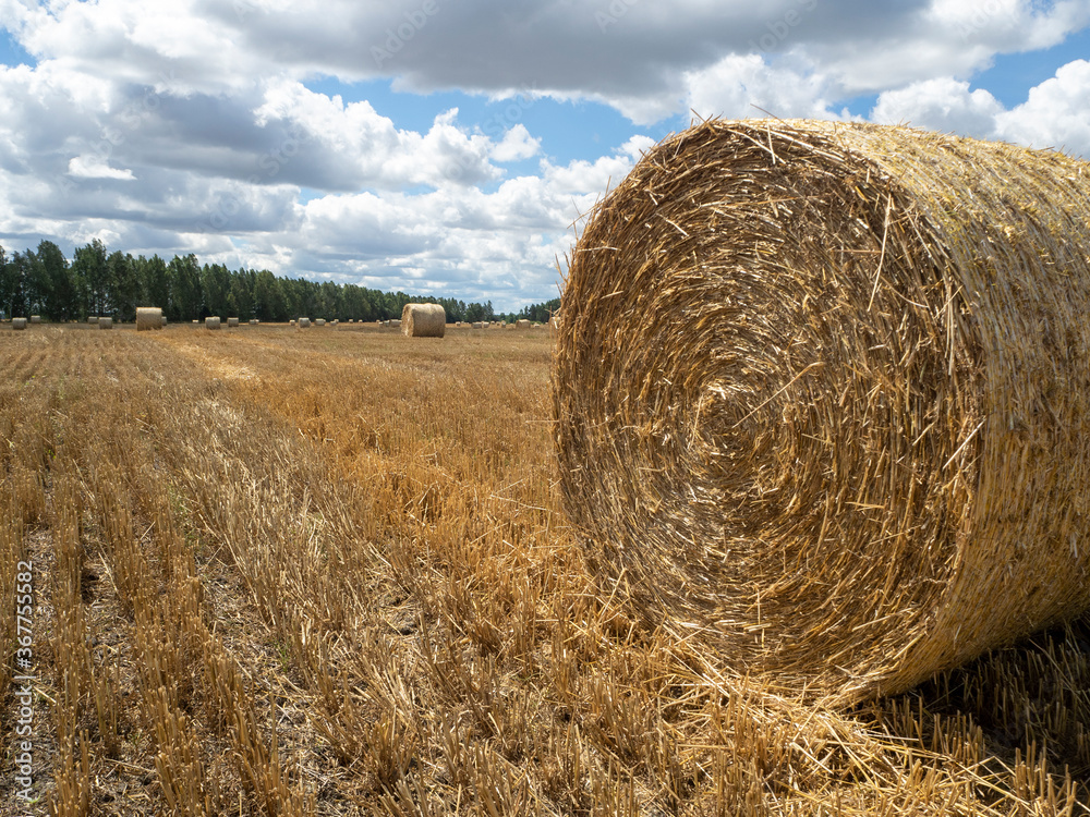 Haystacks on the field, close-up view. Bright yellow and golden Haystacks on agricultural field in sunny summer day. Haystacks on the field, close-up view. Bright yellow and golden Haystacks on agricultural field in sunny summer day.