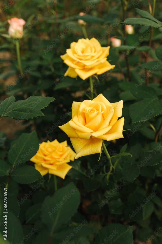 Close up of yellow roses in greenhouse Close up of yellow roses in greenhouse