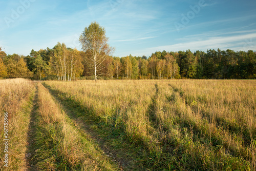 Rural road through a meadow with dry grass to the forest