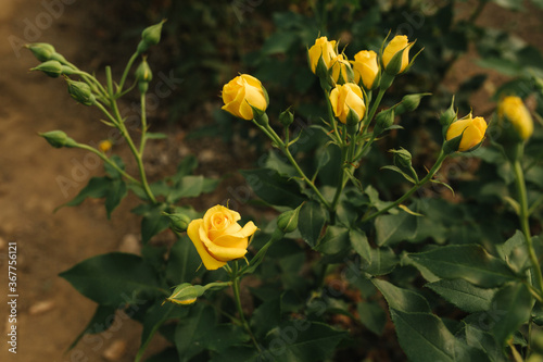 Beautiful yellow spary roses in greenhouse. Summer time © Aleksandr