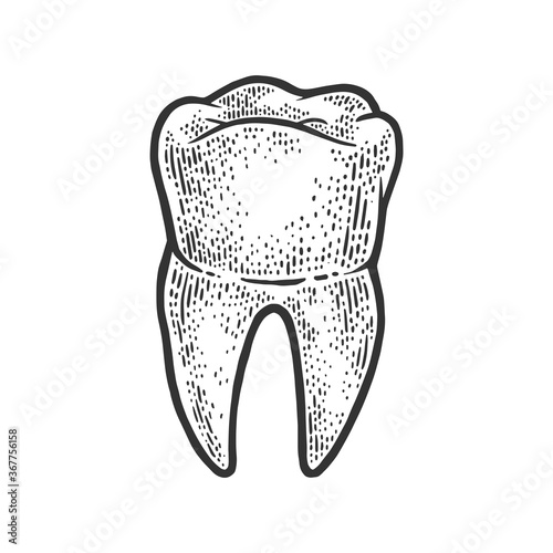 human tooth sketch engraving vector illustration. T-shirt apparel print design. Scratch board imitation. Black and white hand drawn image.