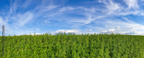 canabis on marijuana field farm sativa weed hemp hash plantation panorama