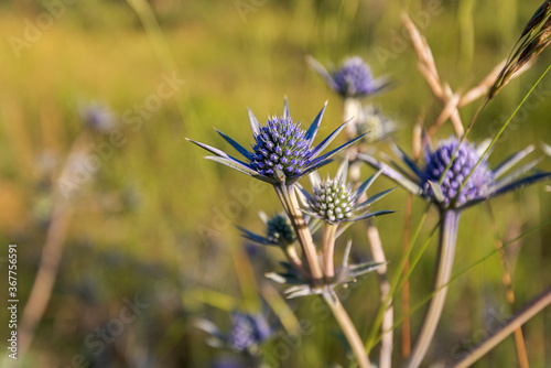 pretty blue purple wild flower, eryngium bourgatii, flowering in summer in Palencia, Spain. photo