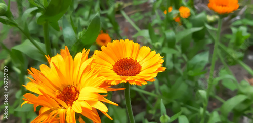 Kolorowy żółty kwiat w ogrodzie.
