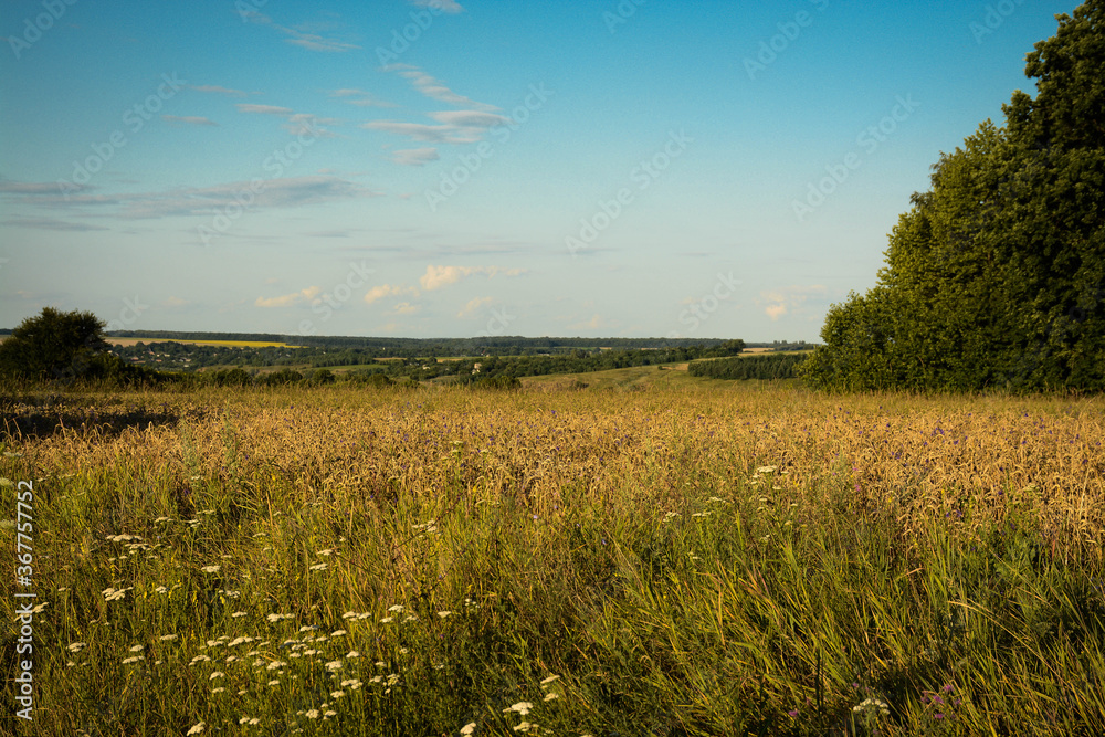 Beautiful summer landscape of rustic
farm wheat field and blue sky