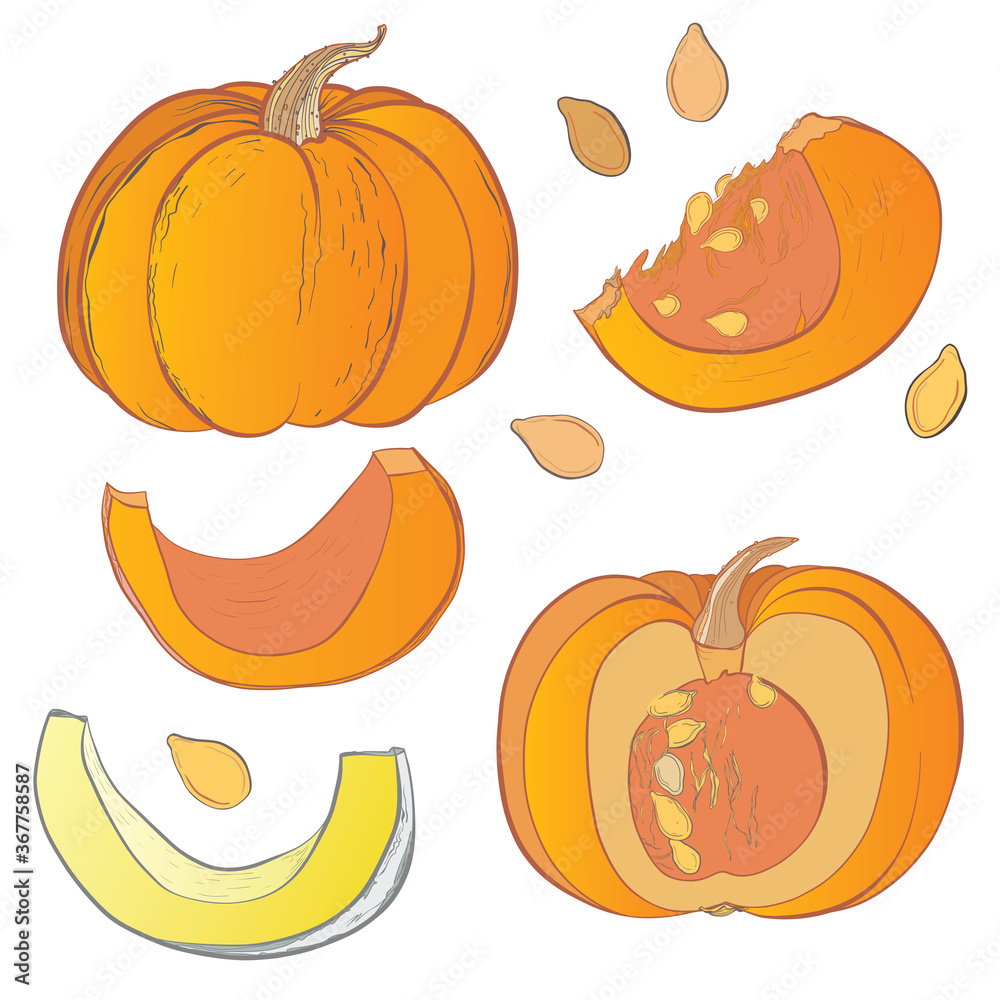 Vector hand drawn illustration of pumpkin. Orange and white pumpkin. Slice pumpkin. Paint splashes splatters. Pumpkin seeds. Isolated on white background