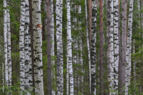 spring birch forest in Russia