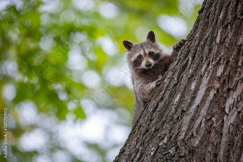 Junger Waschbär klettert an einem Baum photo